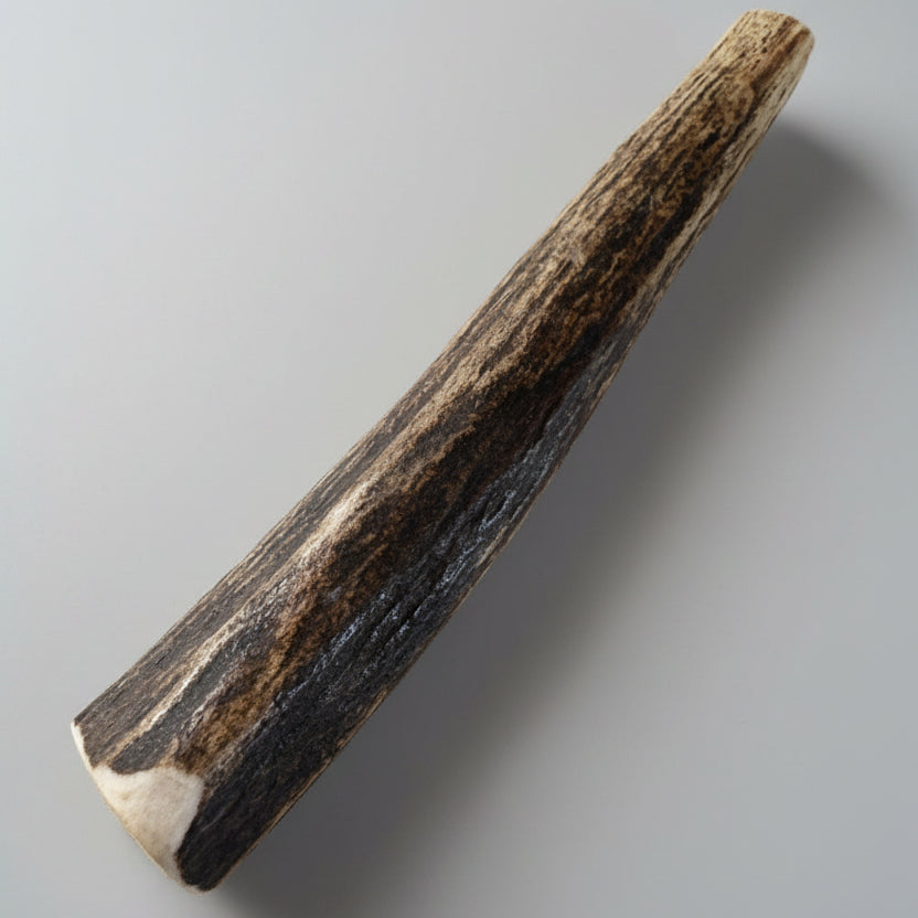 deer antler dog chew on a gray background