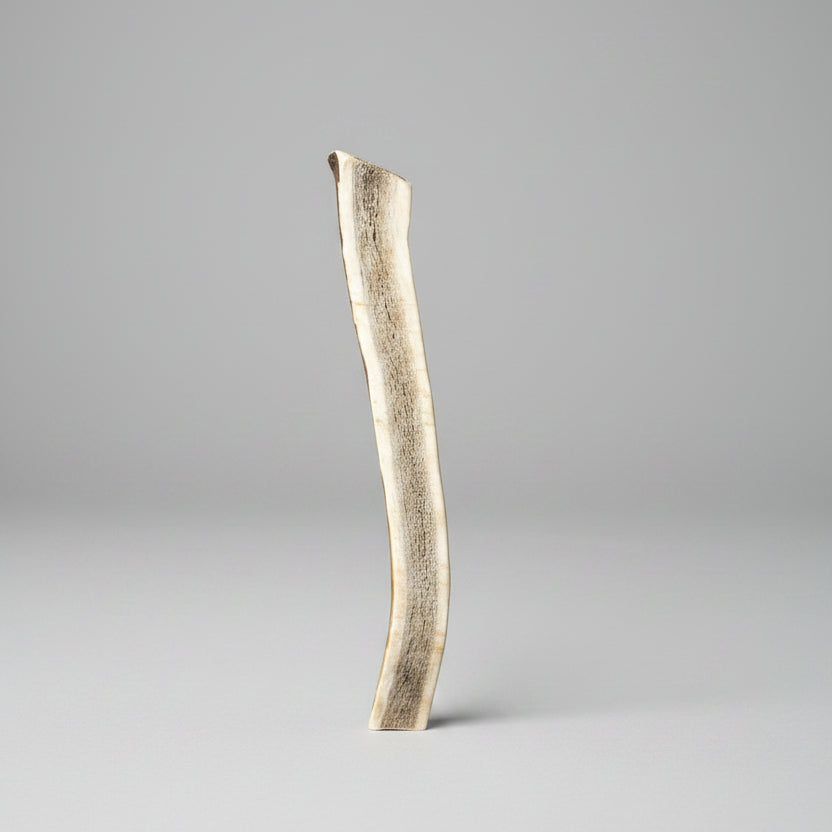 deer antler dog chew on a gray background