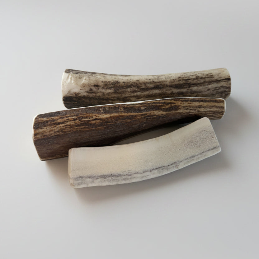 elk dog chews on a gray background