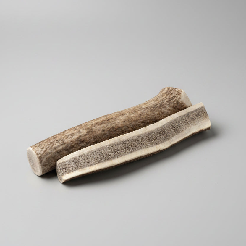 elk dog chews on a gray background