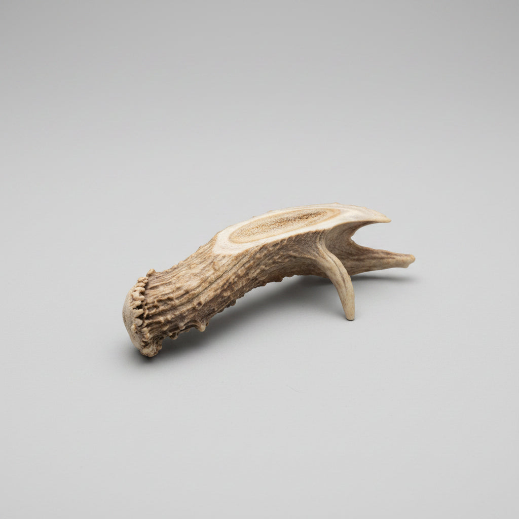 Deer antler aroma diffuser piece on a gray background