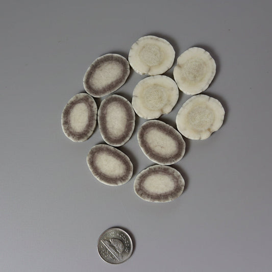 Moose antler slices on a gray background