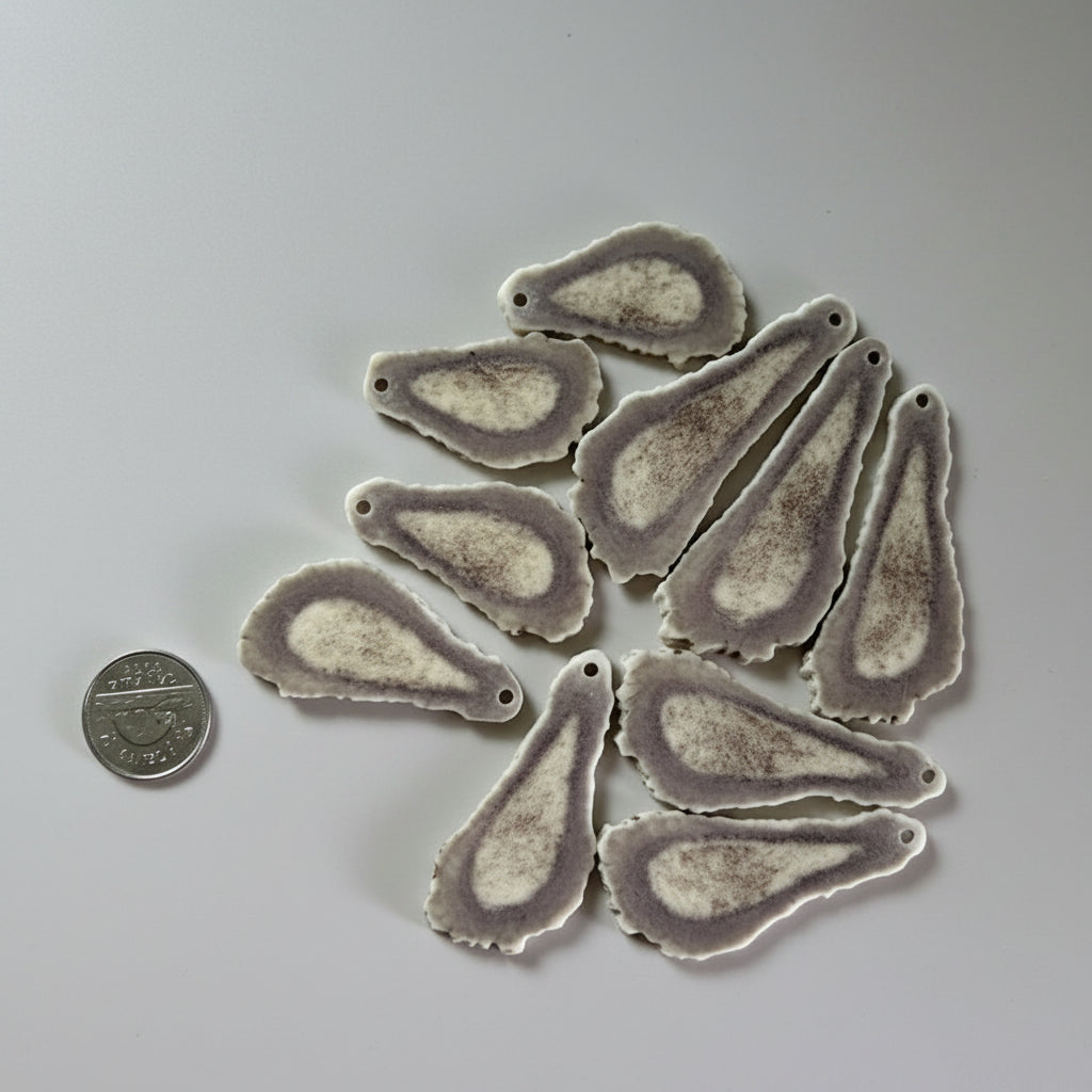 Moose antler slice on a gray backgroud