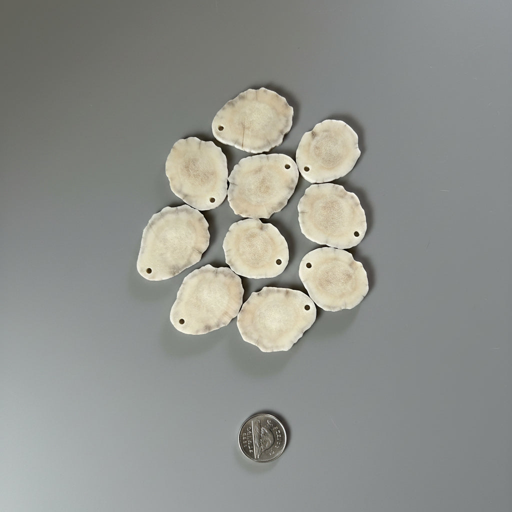Moose antler slices with a small hold on a gray background