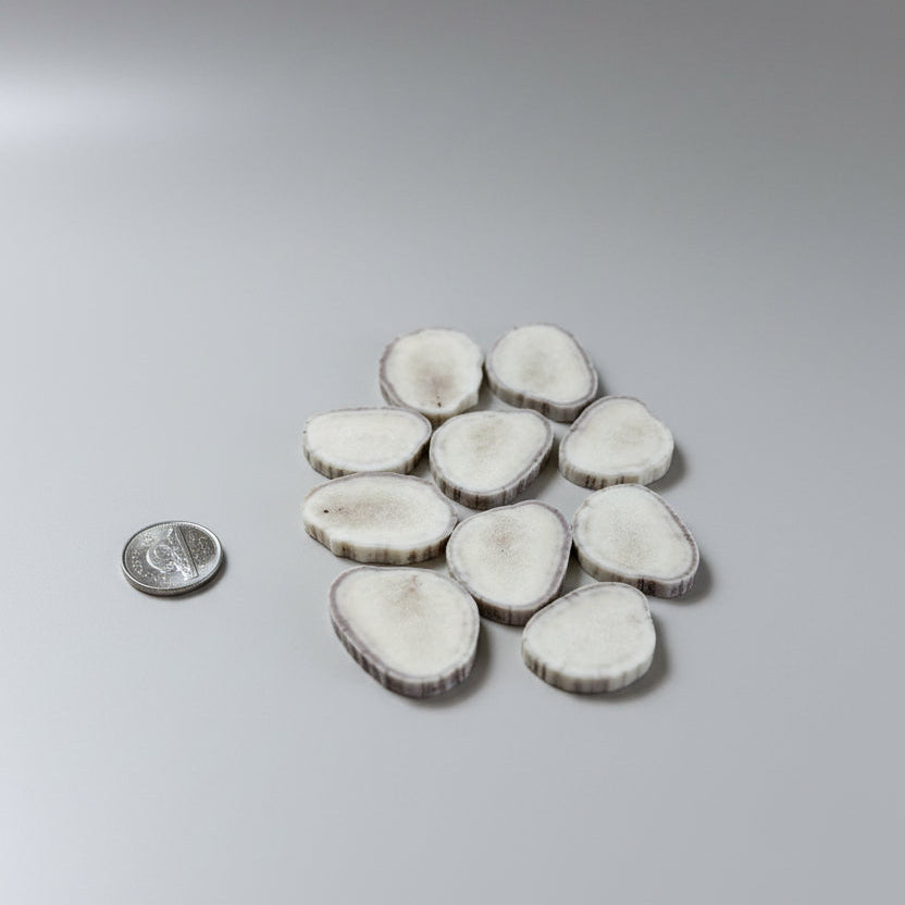 Moose antler slices on a gray background