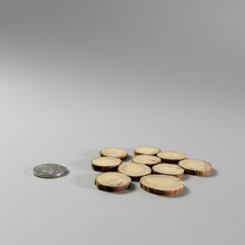 Moose antler slices on  gray background
