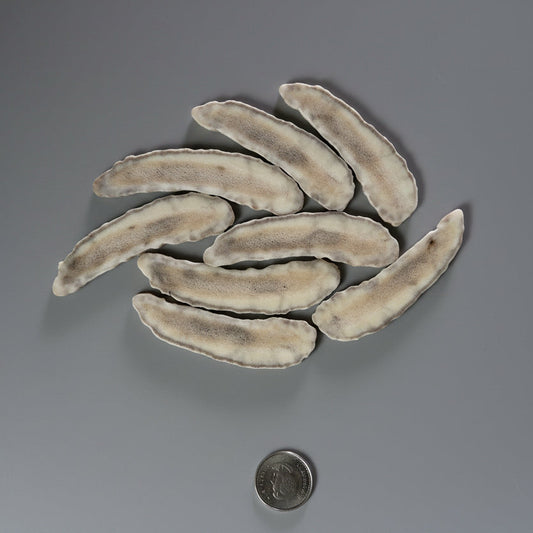 Moose antler slices on a gray background