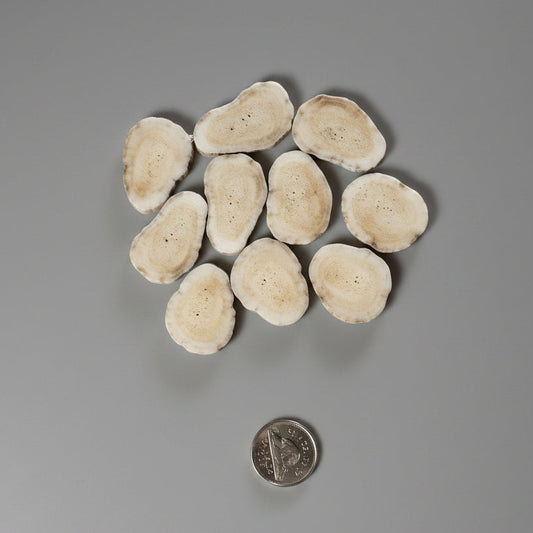 Moose antler slices on a gray background