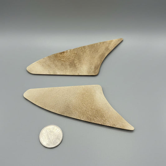 Moose antler slices on a ray background
