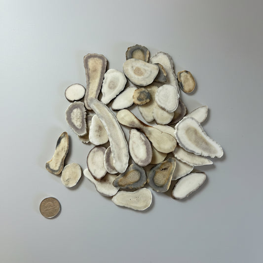 Moose antler pieces on a gray background