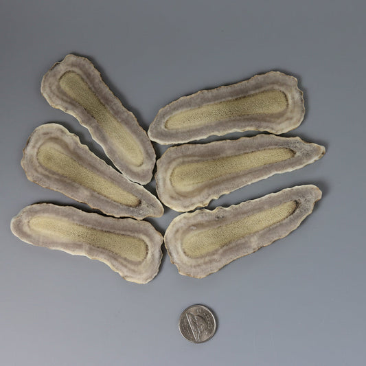 Moose antler slices on a gray background
