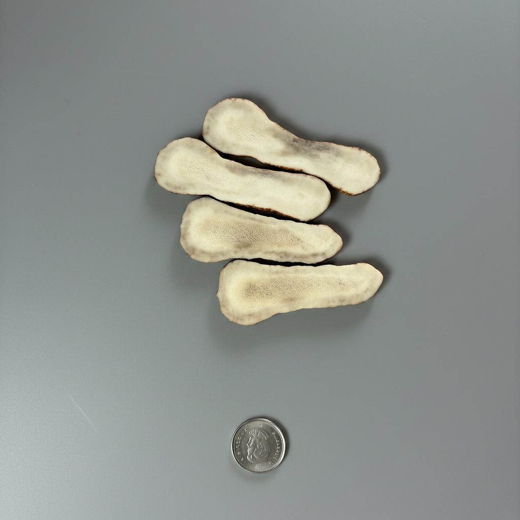 Moose antler slices on a gray background