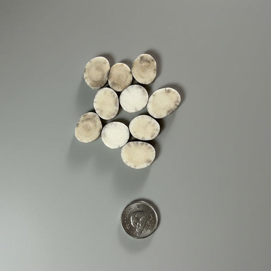 moose antler slices on a gray background