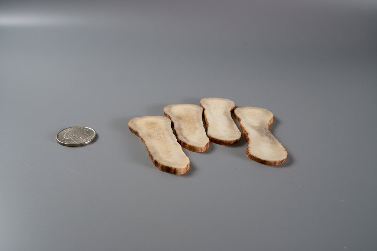Side view of moose antler slices on a gray background