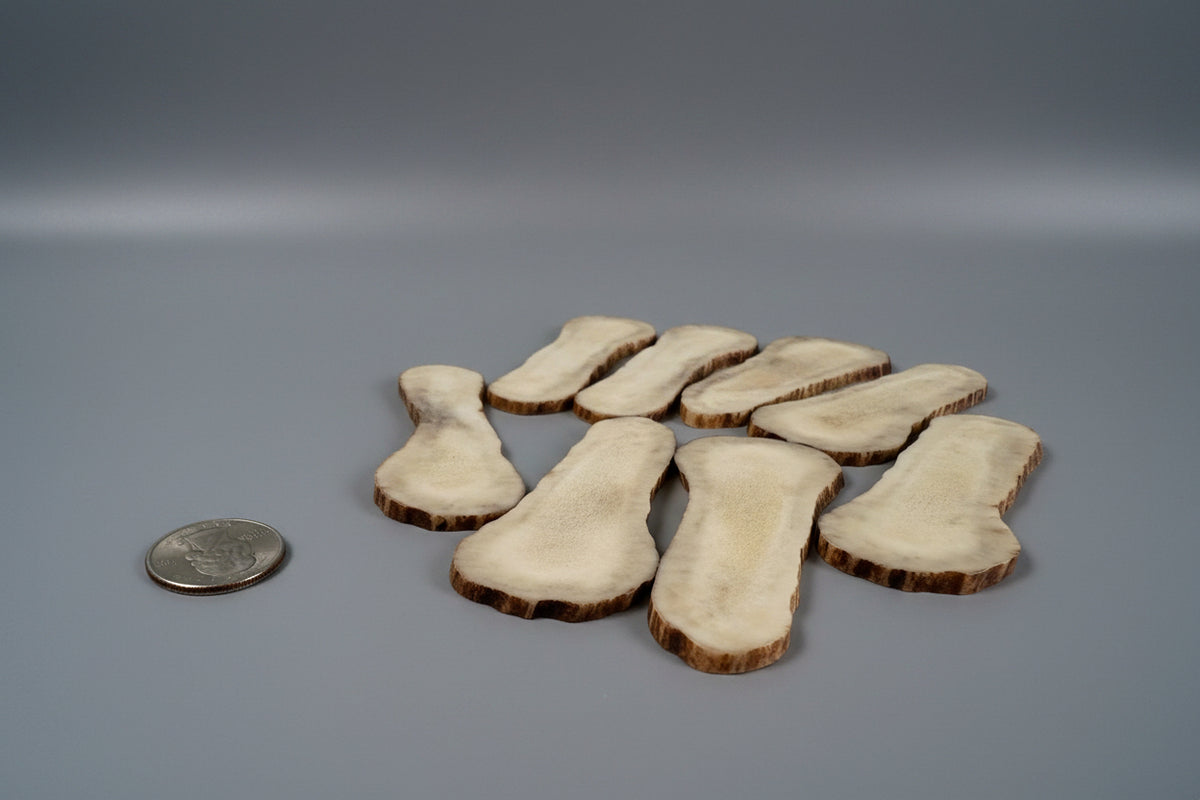 Side view of moose antler slices on a ray background
