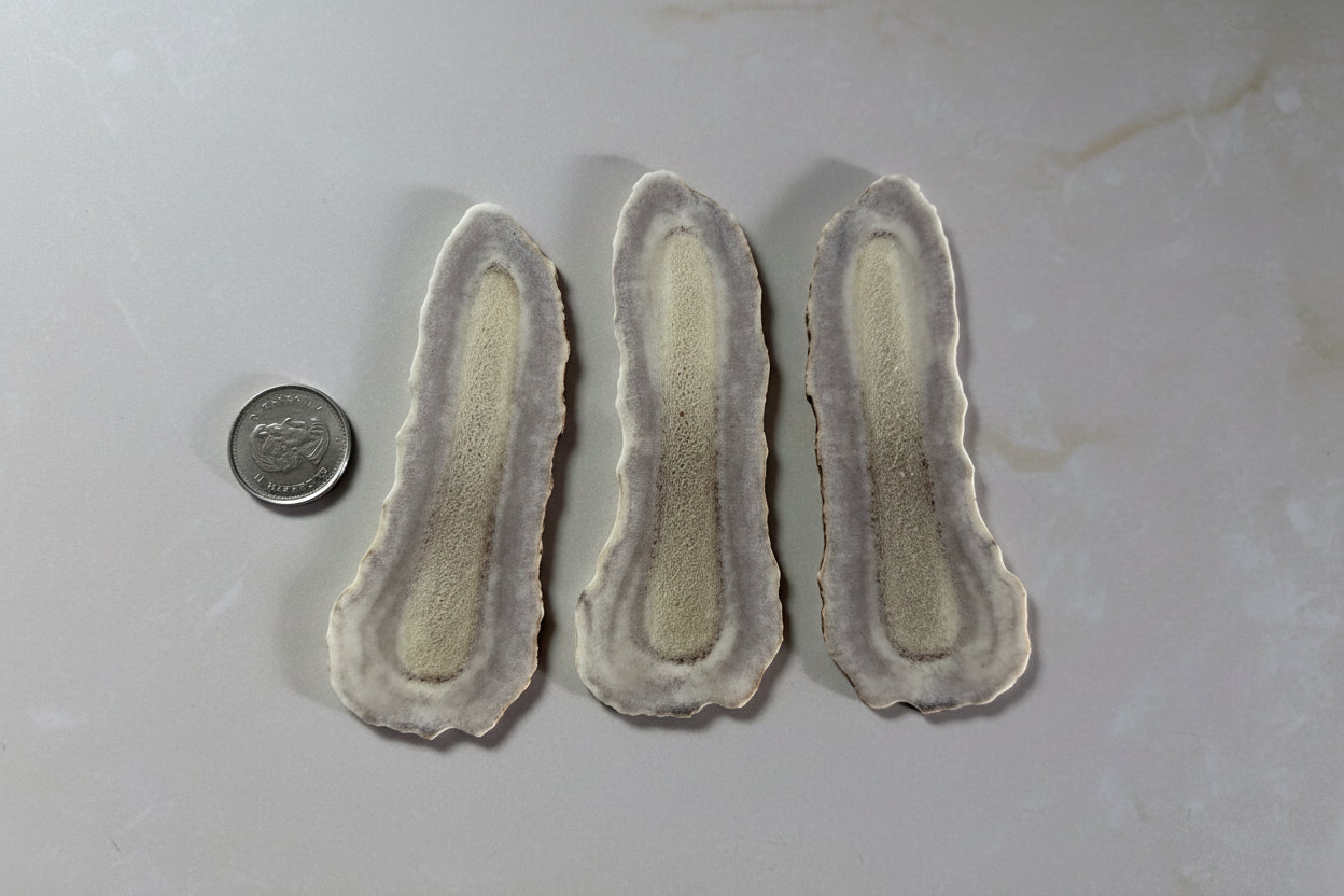 Moose antler slices on a gray background