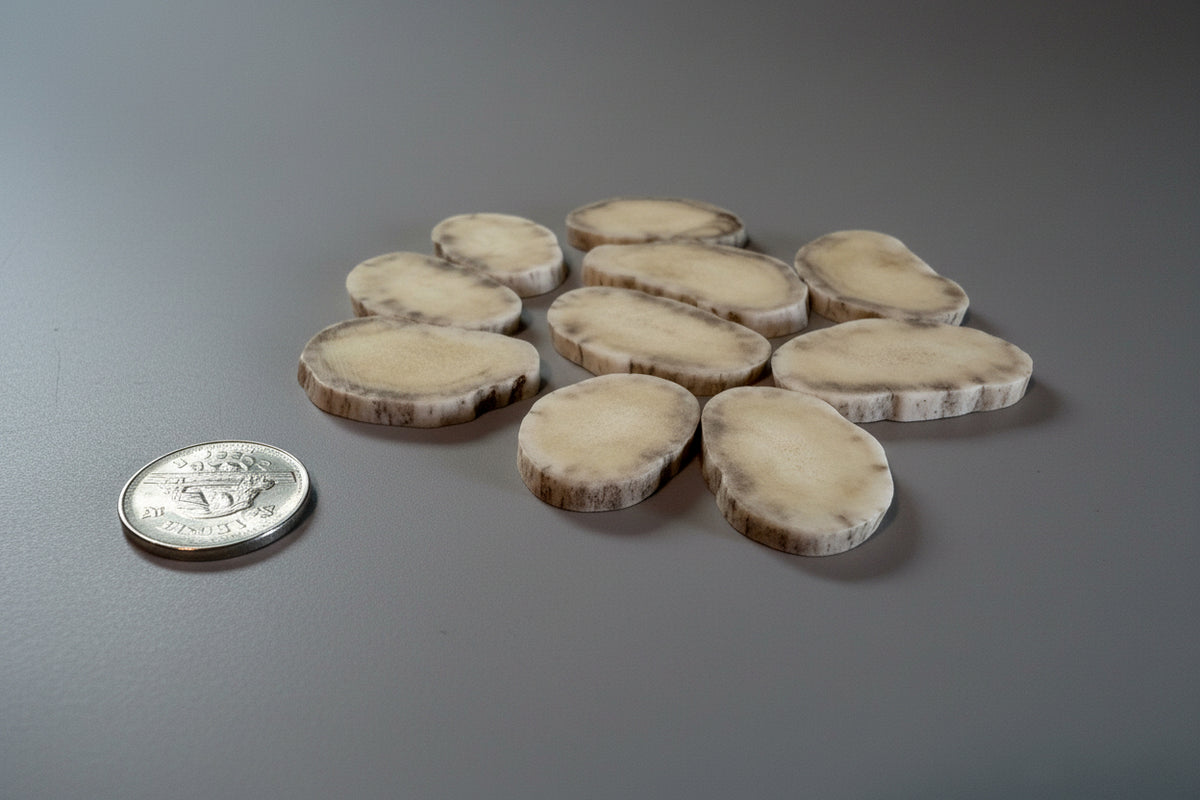 Side view of moose antler slices on a gray background