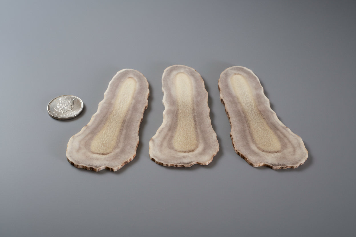 Side view of moose antler on a gray background