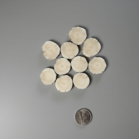 Moose antler slices on a gray background