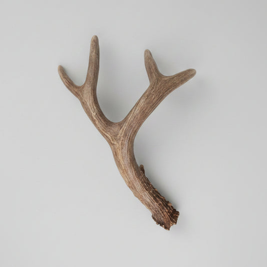 Mule deer single antler on a gray background