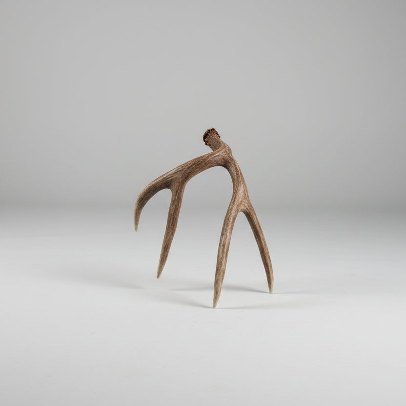 top view of a Mule deer single antler on a gray background