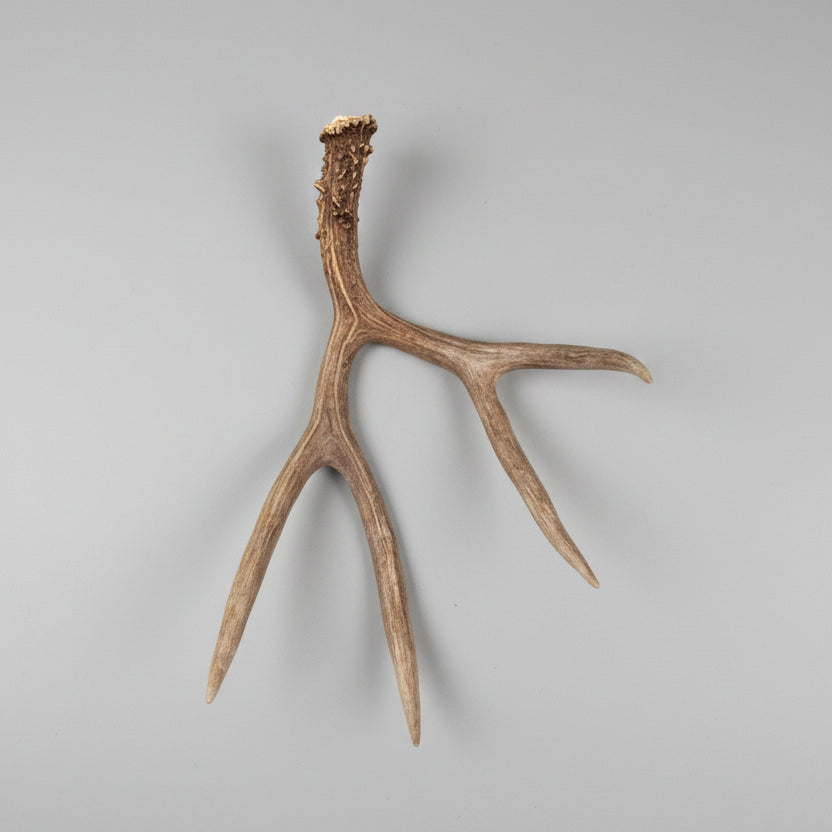 Bottom view of a Mule deer single antler on a gray background