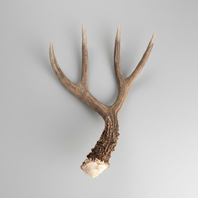 cornet view of a mule deer single antler on a gray background