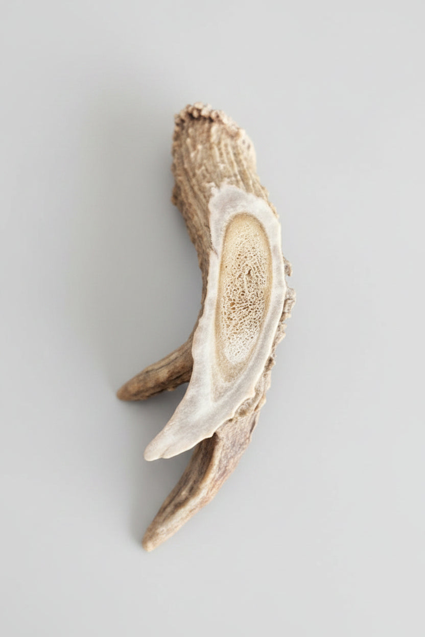 Top2 view of the Deer antler aroma diffuser piece on a gray background