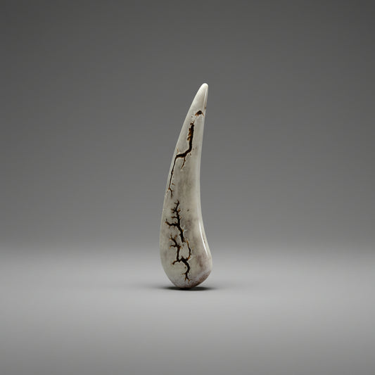 Polished deer antler on a gray background