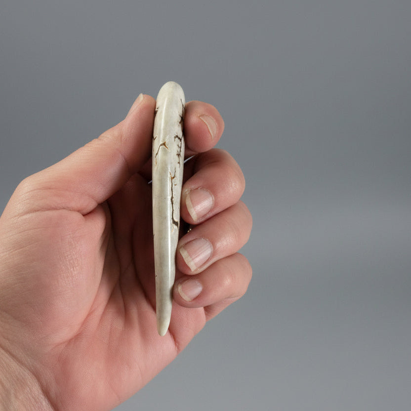 thickness of the polished deer antler on a gray background