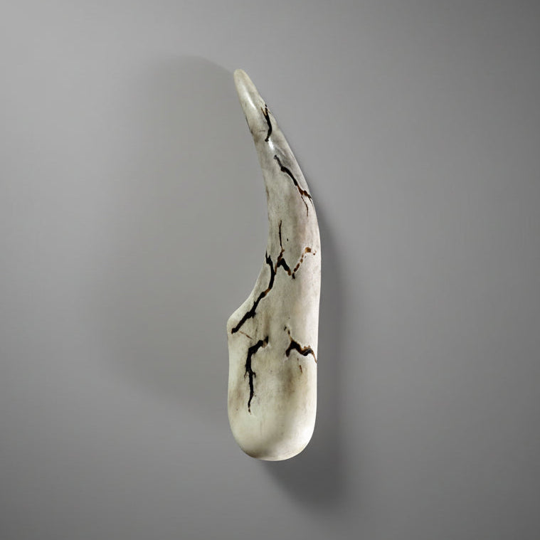 Polished deer antler on a gray background