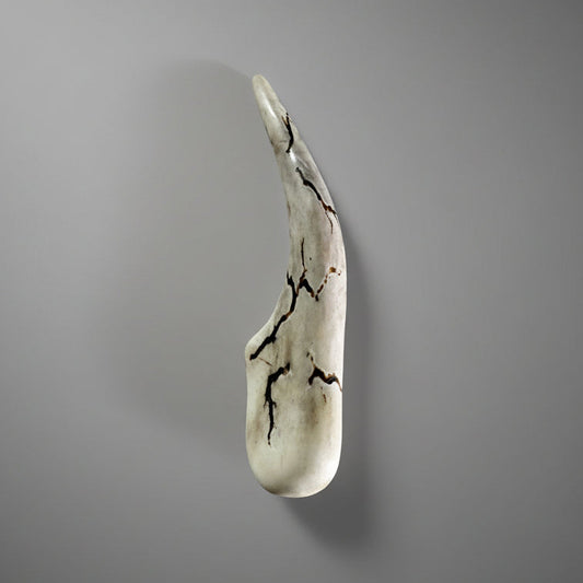 Polished deer antler on a gray background