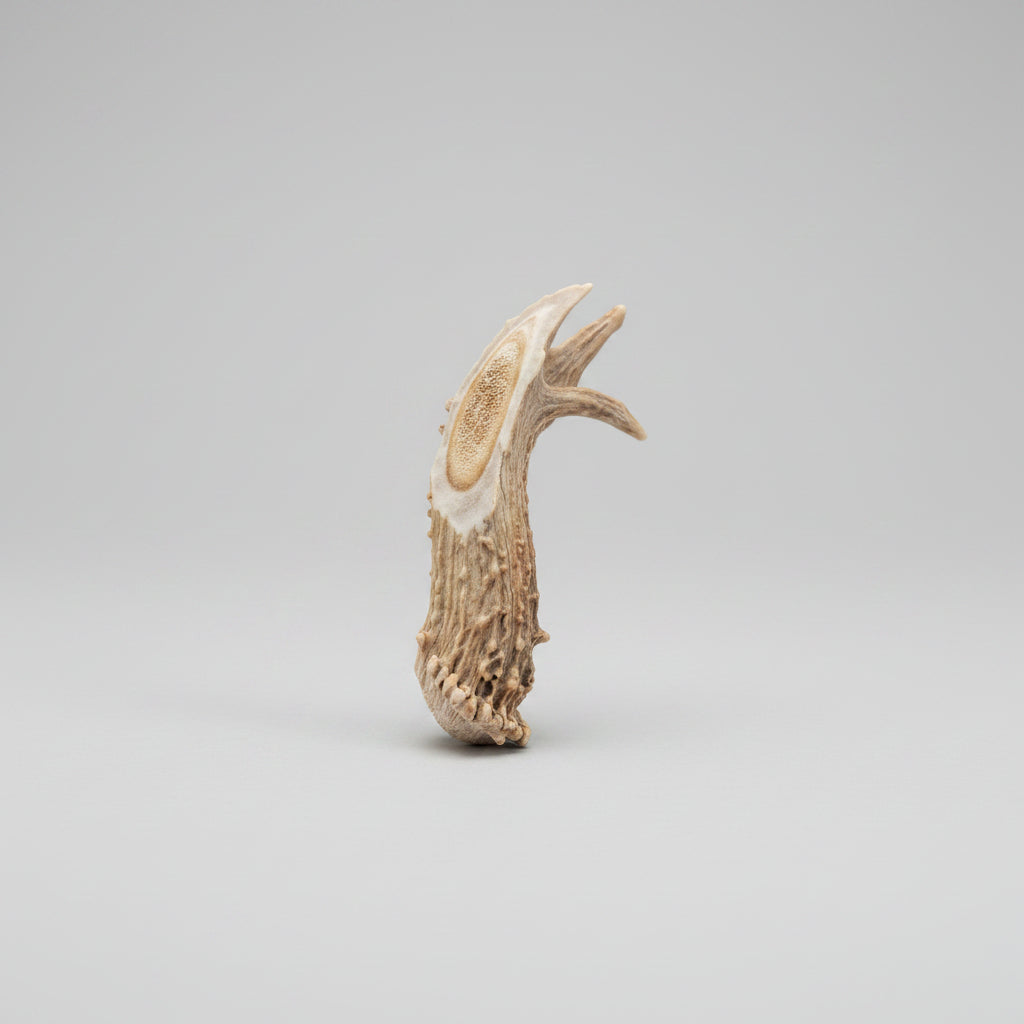Side2 view of the Deer antler aroma diffuser piece on a gray background