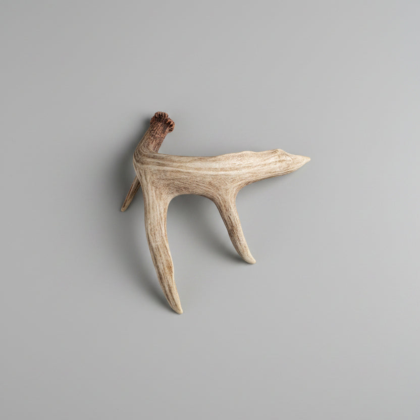 back view of this single deer antler on a gray background