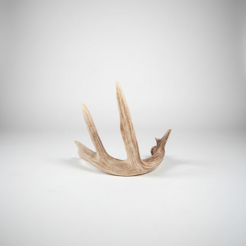 single white tail deer antler on a gray bckgroud